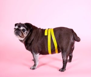 Mops mit Maßband: bei Arthrose Übergewicht zu erkennen lohnt sich besonders