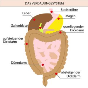 Mit Ballaststoffen gegen Arthritis und Arthrose
