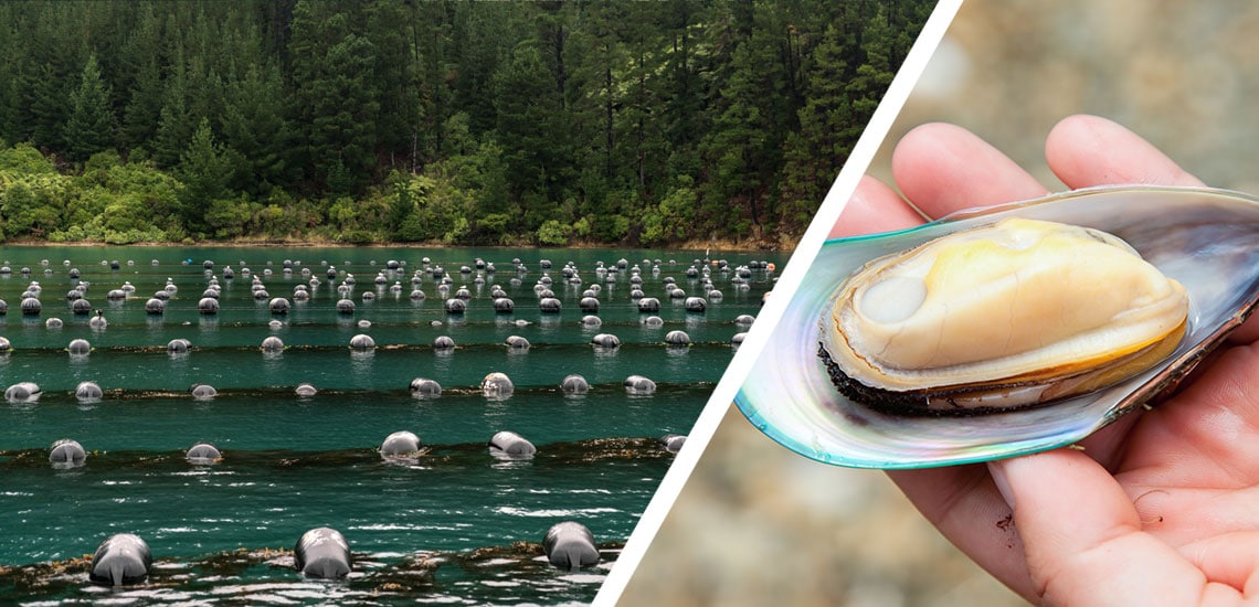 Grünlippmuscheln in den Marlborough Sounds